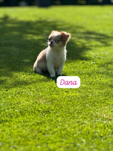 Chihuahua Welpen - Waging (See)