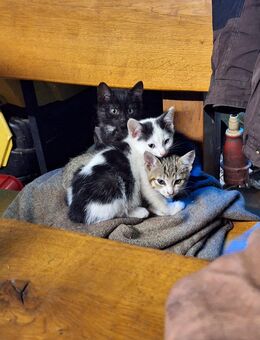 Katzenbabys kitten Katzenwelpen Kätzchen Kater - Beulich