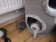 Katzen Babys - Berlin Mitte