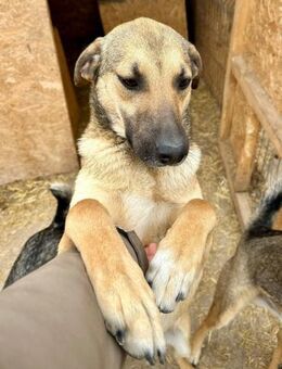 Ayko ist so ein sanfter Hundebub - Großefehn