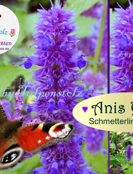 ♥ Schmetterlings Lakritz Anis Ysop,Samen Tee,Kräuter,Bienenweide,Garten Tulpenstolz,Agastache anisata,Aroma,Teepflanze,essbar. - Hamburg