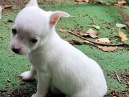 Chihuahua Welpen reinrassig 1. Rüden kurzhaar weiß - Duisburg