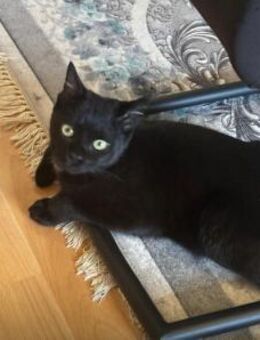 Zwei Kater suchen ein gemeinsames Zuhaus - Berlin