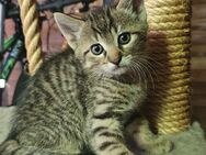 4 kleine Kater - Elchingen