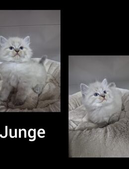 Ragdoll Kitten - Rülzheim