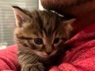 Süße getigerte Kitten Baby Katzen - Mutterstadt