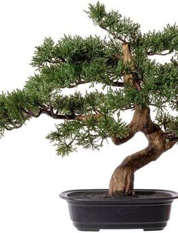 Kunstbonsai Bonsai Zeder Bonsai, Creativ green, Höhe 40 cm