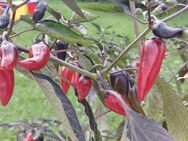 Chili Samen 10 Stück Count Dracula Schärfe 5 Capsicum annuum 2024 BIO - Freising