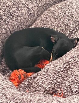 Kleine Hera - Quedlinburg