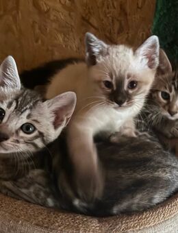 Bengal Kitten in Traum Optik - Wriezen