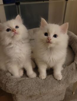 Ragdoll Kitten suchen wieder ein zuhause - Andernach