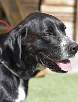 AISHA - verträglich, brav, ruhig ❤️ - Neudenau