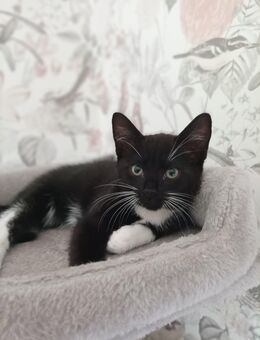 ** männliches Kitten zu verkaufen** - Ruppichteroth