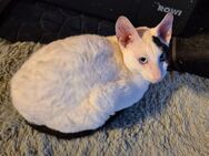 Cornish Rex Kater aus Championlinien mit Stammbaum - Sulzbach-Rosenberg Zentrum