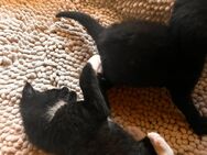 Katzenbabys - Regenstauf