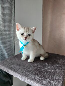 Reinrassige Britisch Kurzhaar Kitten - Frankfurt (Main)