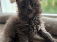 Maine Coon Kätzchen suchen ein liebevolles Zuhause - Aldingen
