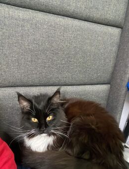 Main coon Katze 10 Monate alt Sam - Gelsenkirchen Erle