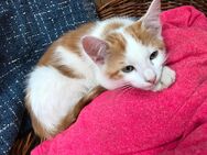 Katzenbabys suchen…. - Trier