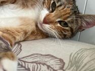 Handicap Katze Lucky - Grevenbroich