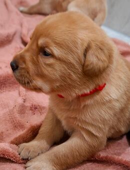 süße kleine Labrador Welpen - Altengottern