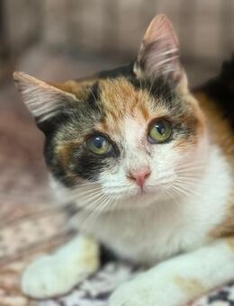 Carapan - Kitten sucht bessere Zukunft - Bad Camberg