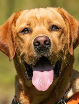 MR. SAM - bildhübscher Labrador-Bub - Betzenstein