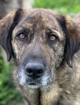 Theo, geb. ca. 04/2022, GRIECHENLAND - Markdorf