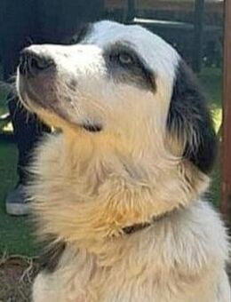 BRUMMEL sucht ein schönes Zuhause - Sehnde