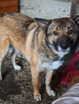 Tony, ca. 2 Jahre, liebe Familie gesucht - Grimburg