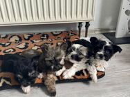 Yorkshire Terrier mix Welpen suchen ihr zu Hause für immer - Asbach (Landkreis Neuwied)