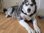 Nicky sucht eine liebevolle Familie - Berlin