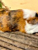 Lieber Kastrat abzugeben in 55566