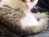 Sparkles aus dem Tierschutz - Grevenbroich