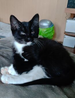 Verk. 3. Katzen Kinder sie dürfen bald ausziehen - Duckow