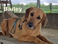 großer Bailey sucht noch seine Menschen - Margetshöchheim