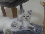 2 Ragdoll Kitten - Laatzen Zentrum