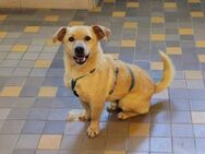Labrador auf Dackelbeinchen - Pirna