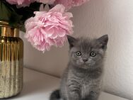 Süßer Teddy BKH kitten - Wiesloch