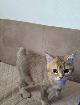 Bkh Reinrassig katze - Garbsen