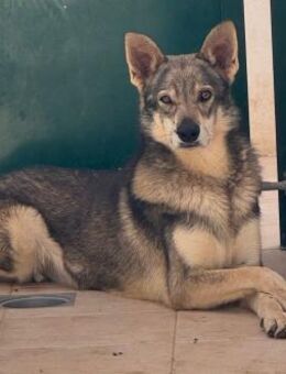 Balto sucht seinen Menschen ❤️ - Vechelde