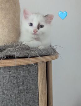 Zwei reinrassige ragdolls - Rhauderfehn