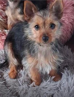 Jorky Welpen - Aurich