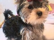 Yorkshire terrier Welpen reinrassig black-golden-silver ,zwei jungs - Heidelberg