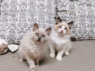 Ragdoll Mink bicolour und point Kitten suchen ab 3.06 ein schönes Zuhause - Essen
