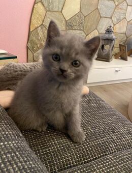 Britisch Kurzhaar Kitten - Wuppertal