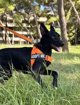 Romul sucht dich - Ellerbek