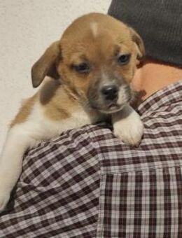 Paula 22 cm (Nov 25, wächst noch) - Alpenrod