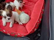 Chihuahua welpen langhaar reinrassig aus rheine - Rheine