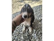 Elmo - Pflegestelle oder Zuhause gesucht - Oberwies